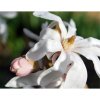 Magnolia stellata